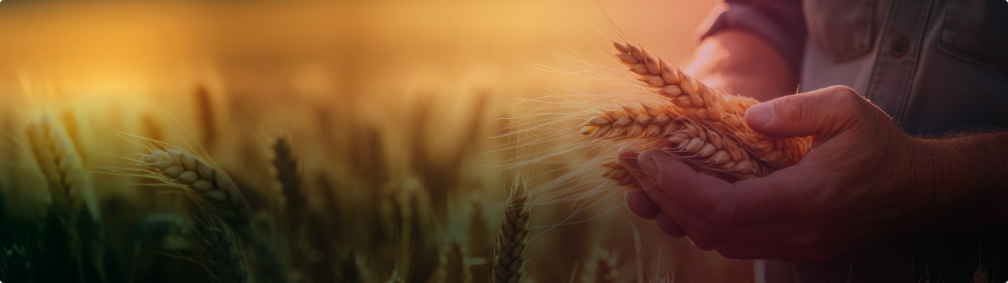 Image Drawing Income